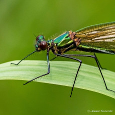 0978B-Weidebeekjuffer-Calopteryx-splendens