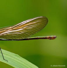 0978D-Weidebeekjuffer-Calopteryx-splendens