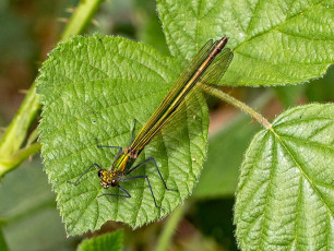 0979-Weidebeekjuffer-Calopteryx-splendens