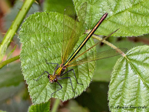 0979B-Weidebeekjuffer-Calopteryx-splendens