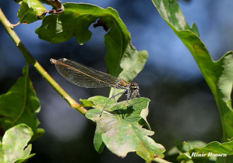 0980-Weidebeekjuffer-calopteryx-splendens