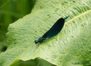 1162-Bosbeekjuffer - Calopteryx virgo