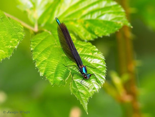 1162B-Bosbeekjuffer-Calopteryx-virgo