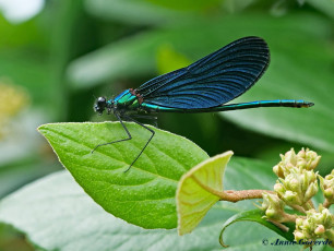 1163- Bosbeekjuffer - Calopteryx virgo