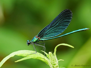 1164- Bosbeekjuffer - Calopteryx virgo