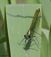 1170- Bosbeekjuffer - Calopteryx virgo