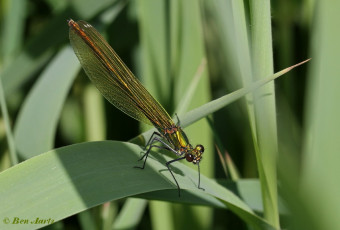 1171- Bosbeekjuffer - Calopteryx virgo