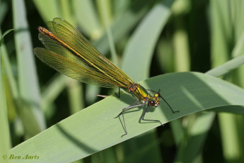 1172- Bosbeekjuffer - Calopteryx virgo