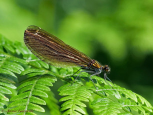 1174- Bosbeekjuffer - Calopteryx virgo