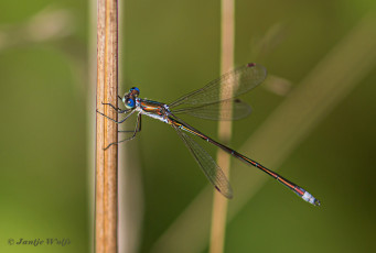 2378-Tengerepantserjuffer-Lestes-virens.jpg