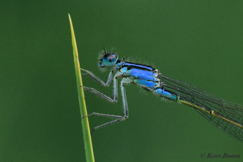 3971-Lantaarntje - Ischnura elegans