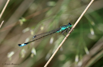 3972-Lantaarntje-Ischnura-elegans