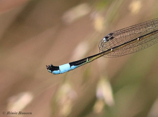 3972B-Lantaarntje-Ischnura-elegans