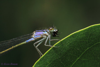 3983-Lantaarntje - Ischnura elegans
