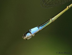 3985-Lantaarntje - Ischnura elegans
