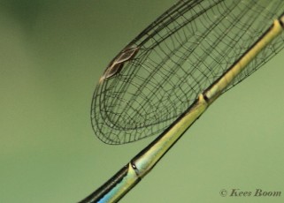 3987-Lantaarntje - Ischnura elegans