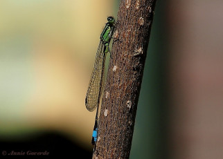 3990-Lantaarntje - Ischnura elegans