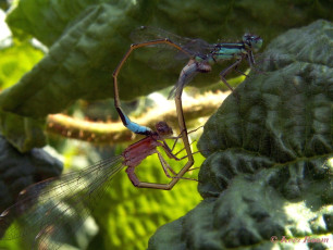 4000-Lantaarntje - Ischnura elegans