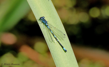 4970-Variabele-waterjuffer-Coenagrion-pulchellum