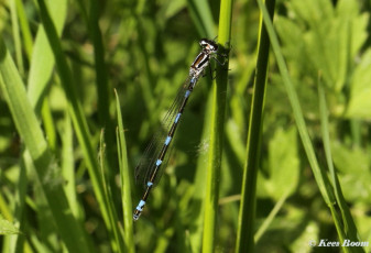 4981-Variabele-waterjuffer-Coenagrion-pulchellum