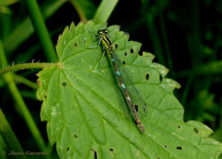 4985-Variabele-waterjuffer-Coenagrion-pulchellum