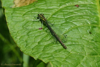 4986-Variabele-waterjuffer-Coenagrion-pulchellum