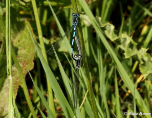 4991-Variabele-waterjuffer-Coenagrion-pulchellum