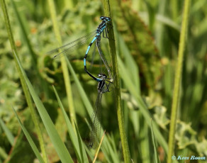 4993-Variabele-waterjuffer-Coenagrion-pulchellum