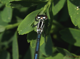 5176- Azuurwaterjuffer - Coenagrion puella