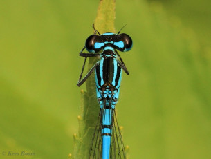 5188- Azuurwaterjuffer - Coenagrion puella