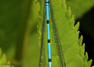 5194- Azuurwaterjuffer - Coenagrion puella