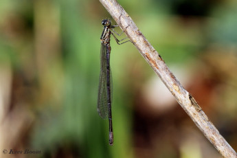 5206- Azuurwaterjuffer - Coenagrion puella