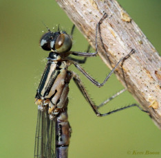 5208- Azuurwaterjuffer - Coenagrion puella