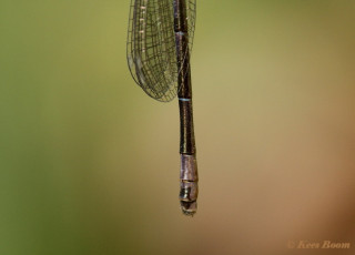 5210- Azuurwaterjuffer - Coenagrion puella