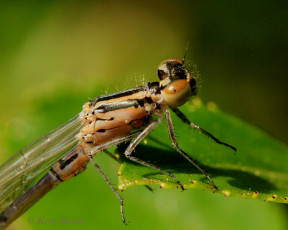 5212- Azuurwaterjuffer - Coenagrion puella