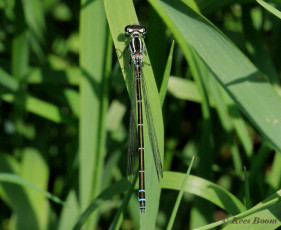 5220- Azuurwaterjuffer - Coenagrion puella