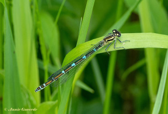 5225-Azuurwaterjuffer-Coenagrion-puella