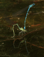 5250- Azuurwaterjuffer - Coenagrion puella