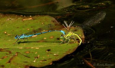 5252- Azuurwaterjuffer - Coenagrion puella