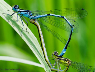 5256- Azuurwaterjuffer - Coenagrion puella