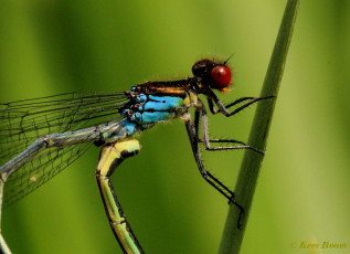 6392-Grote roodoogjuffer - Erythromma najas