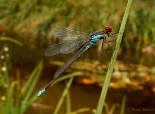 6562-Kleine roodoogjuffer - Erythromma viridulum