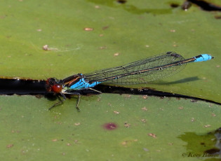 6564-Kleine roodoogjuffer - Erythromma viridulum