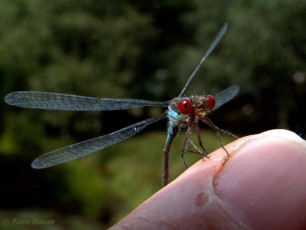 6568-Kleine roodoogjuffer - Erythromma viridulum