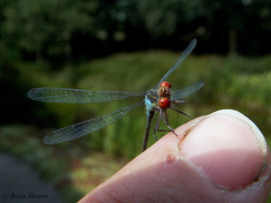 6570-Kleine roodoogjuffer - Erythromma viridulum