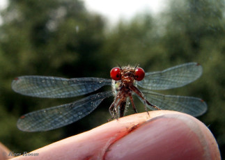 6572-Kleine roodoogjuffer - Erythromma viridulum