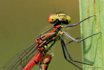 7254-Vuurjuffer - Pyrrhosoma nymphula