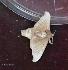 015.550B-Zijdevlinder-of-Domestic-silk-moth-Bombyx-mori