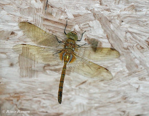 0957-Vroege-glazenmaker-Aeshna-isoceles