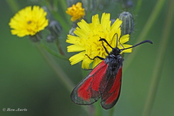 374.665A-Streep-sint-jansvlinder-Zygaena-purpuralis